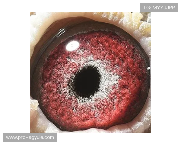 9游会ag充值方式全攻略快速便捷实现资金快速到账